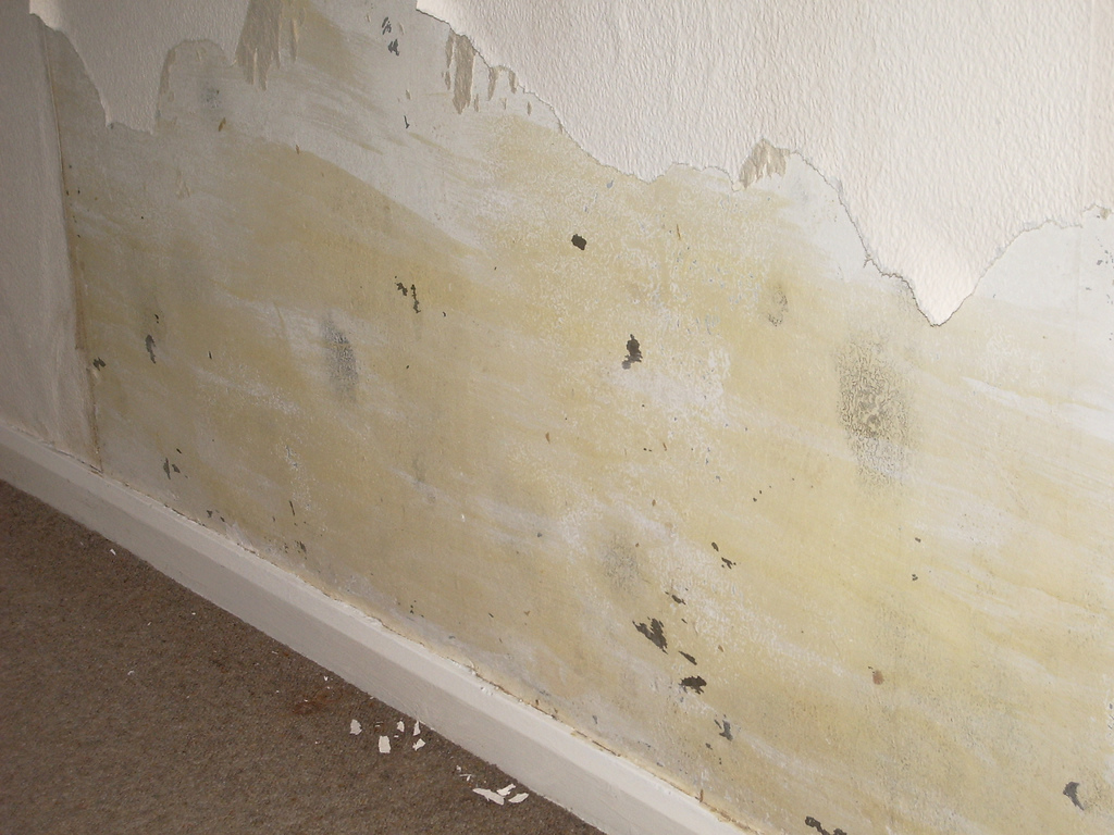 mold behind wallpaper mold behind wallpaper