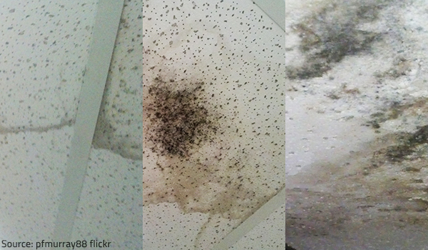 It's important to be able to determine the extent of mold damage in your home.
