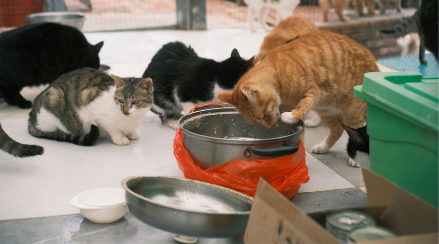 animal hoarding animal hoarding