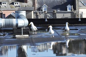 Water-Damage-Puddles-on-Roof