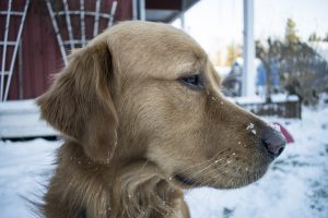 Bring Pets Inside - Cold Weather Safety Tips Bring-Pets-Inside-Cold-Weather-Safety-Tips