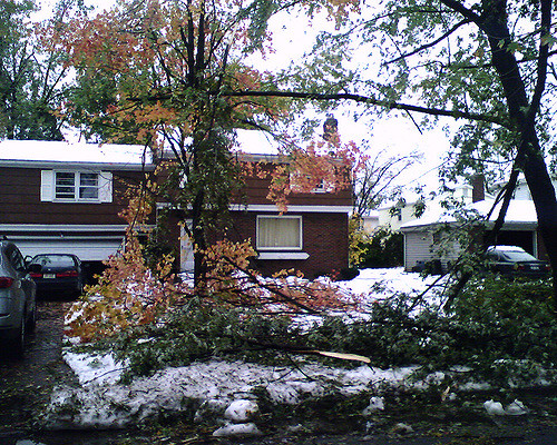 tree damage tree damage