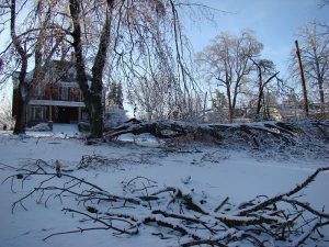How to Check your Trees for Winter Storm Damage