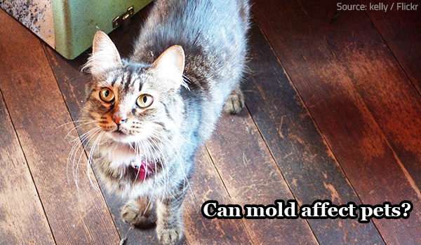 How does mold affect pets?