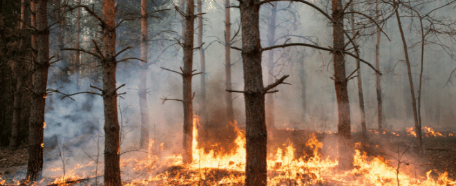 What to do if a Wildfire is Near What to do if a Wildfire is Near
