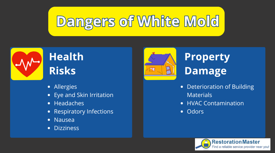 Dangers of White Mold - RestorationMaster Dangers of White Mold - RestorationMaster
