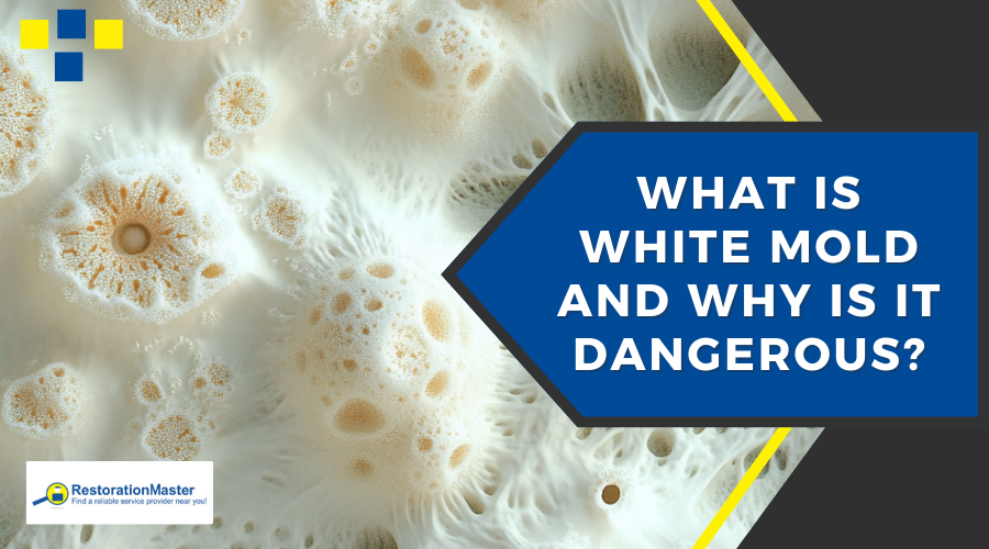 What is White Mold and Why is it Dangerous? RestorationMaster What is White Mold and Why is it Dangerous? RestorationMaster