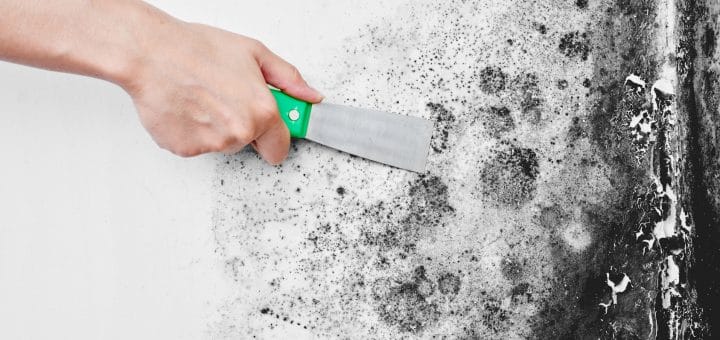 Rainbow International Restoration of South & West Suburbs Mold Removal