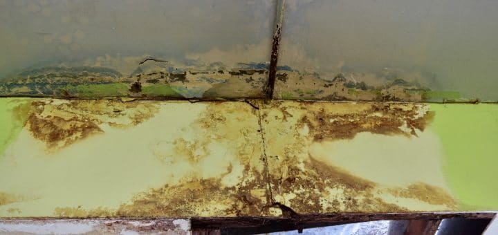 Mold-in-Crawlspace-What-to-Do