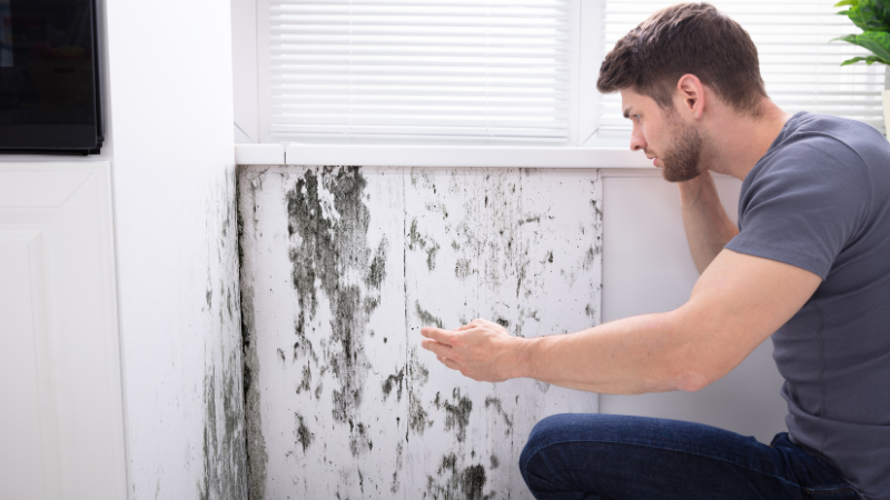 mold growth in home mold growth in home