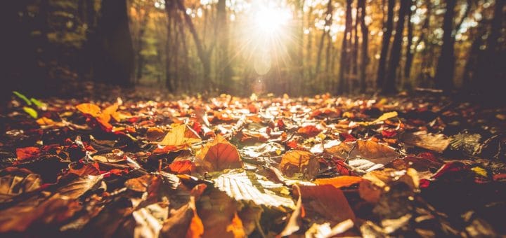 Mold Remediation - Austin, TX