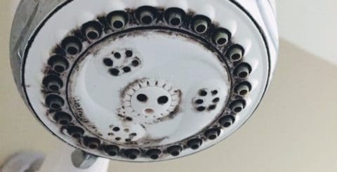 mold removal and remediation in the bathroom