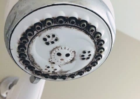 mold removal and remediation in the bathroom