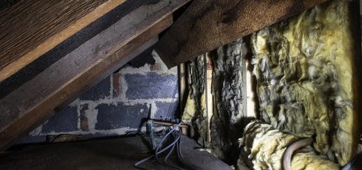 Crawl-Space-Mold-Danger