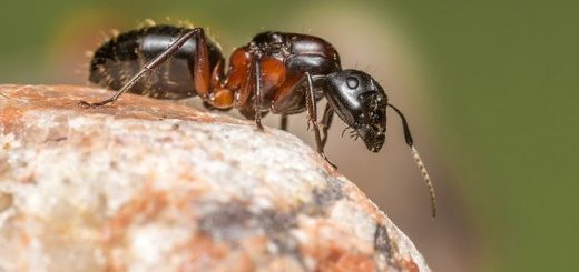 Ants-Problems-During-Flood