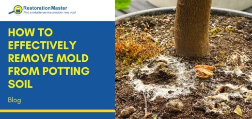 how to remove mold from potted soil
