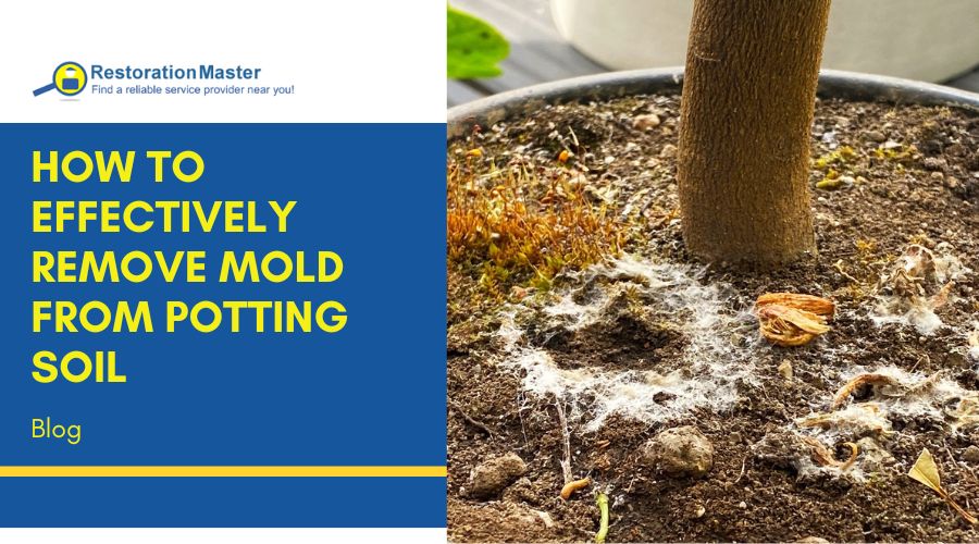 how to remove mold from potted soil how to remove mold from potted soil