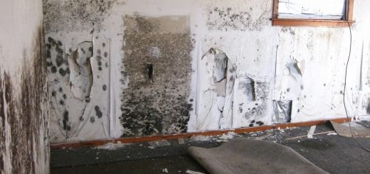 commercial mold remediation & removal