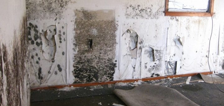 commercial mold remediation & removal