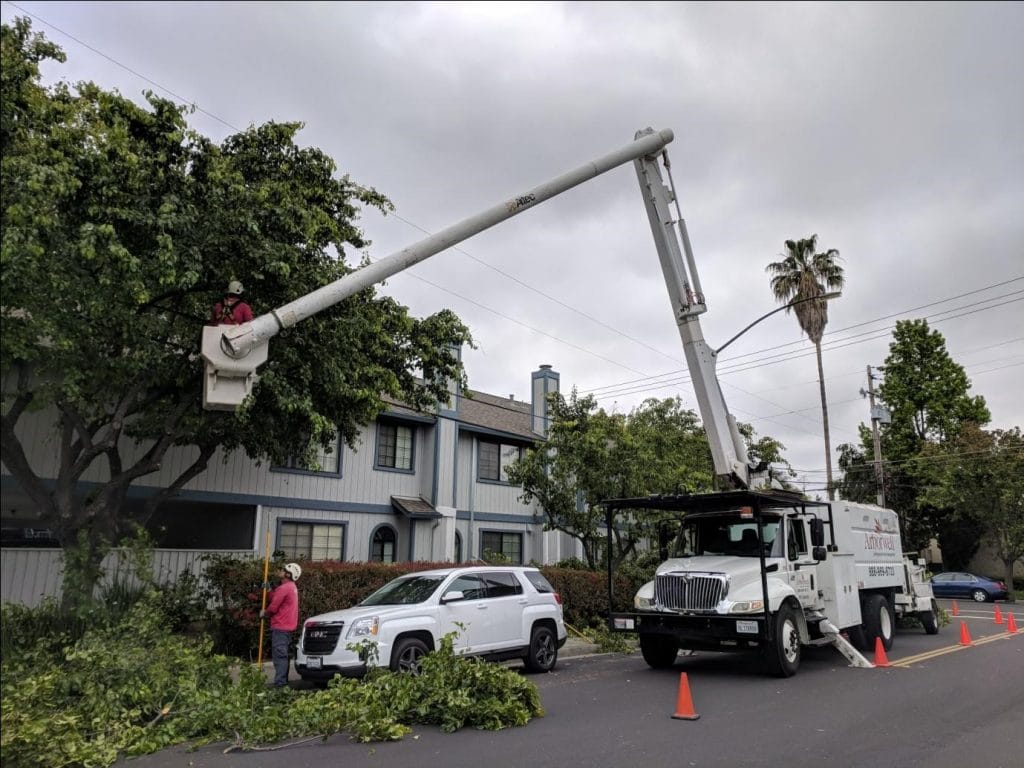 Tree Trimming Services