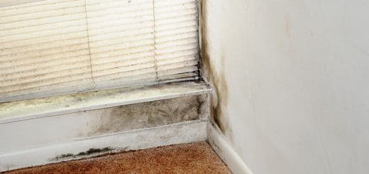 How-Mold-Growth-Develops-RMF-NCR