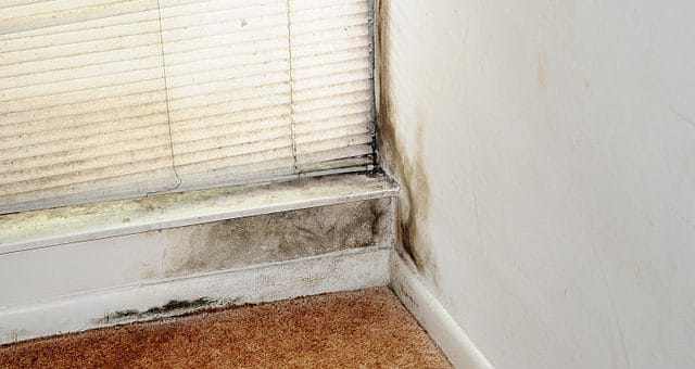 How-Mold-Growth-Develops-RMF-NCR