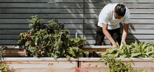 Man Growing Garden in Summer