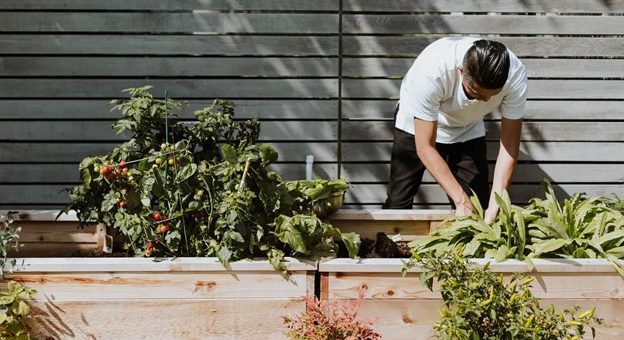 Man Growing Garden in Summer