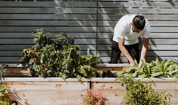 Garden raised beds Man Growing Garden in Summer