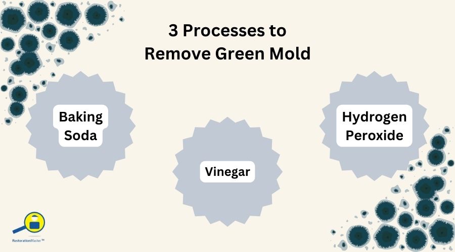 3 Processes to Remove Green Mold - RestorationMaster