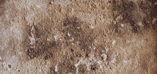 Types of Mold You Can Find in Your Home