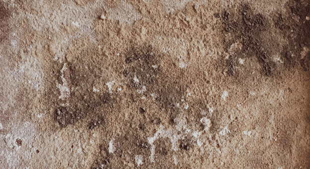 Types of Mold You Can Find in Your Home