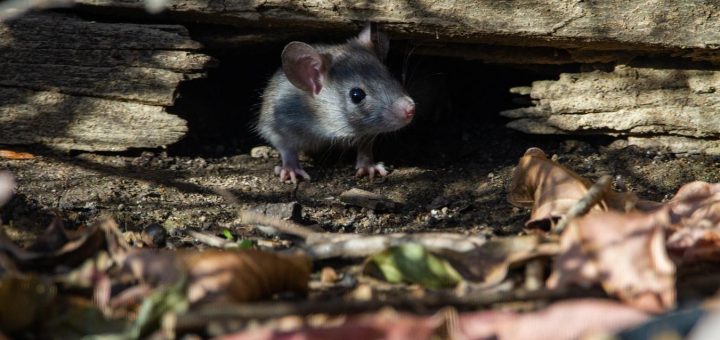 4 Home Hazards to Target After a Disaster