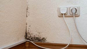 Mold Growth on Baseboard