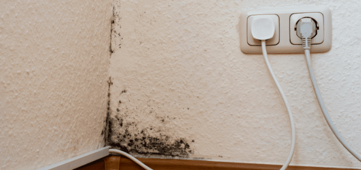Mold Growth on Baseboard