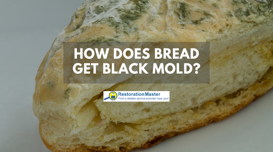 Black Mold Growth - RestorationMaster Black Mold Growth - RestorationMaster