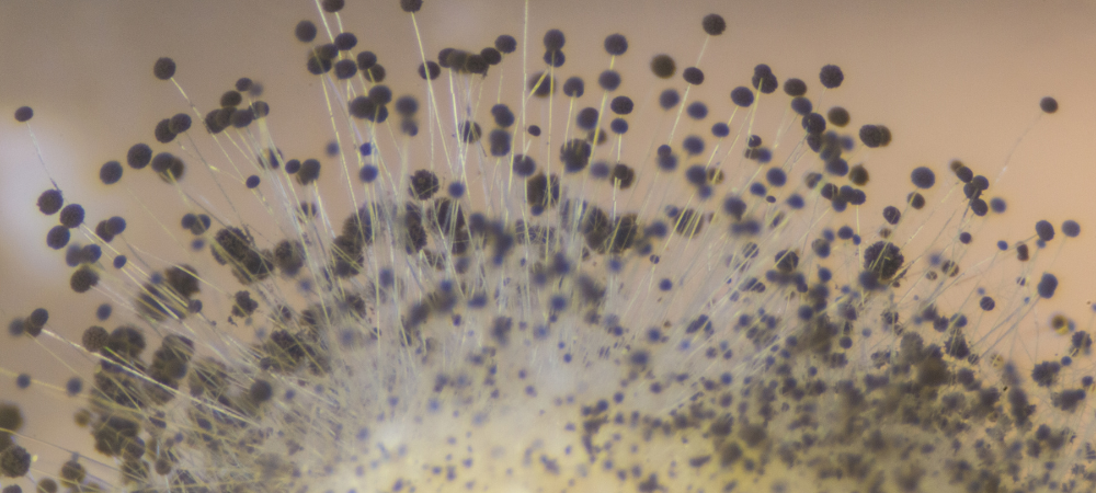 Mold Removal and Remediation - RestorationMaster Mold Removal and Remediation - RestorationMaster