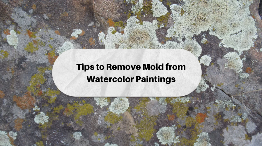 Mold Removal RestorationMaster Mold Removal RestorationMaster