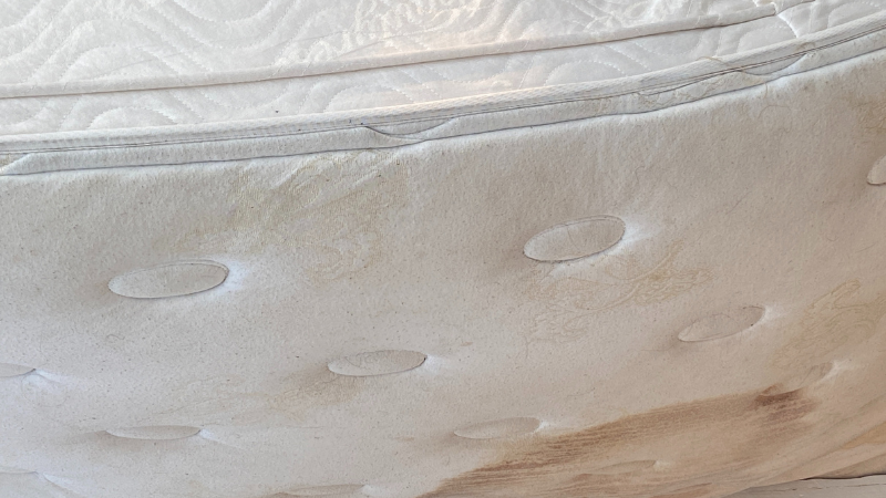 How to Prevent and Remove Mold Growth from Your Mattress black mold grow on mattress