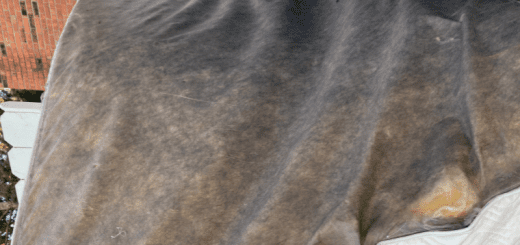 black mold grow on mattress