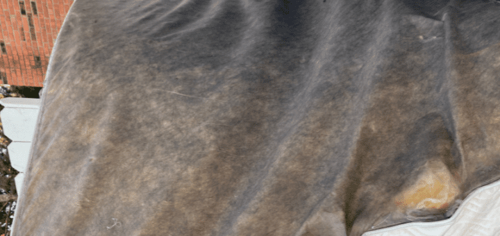 black mold grow on mattress