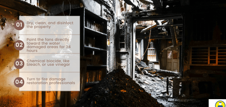 How To Clean Up Fire Damage To Prevent Mold