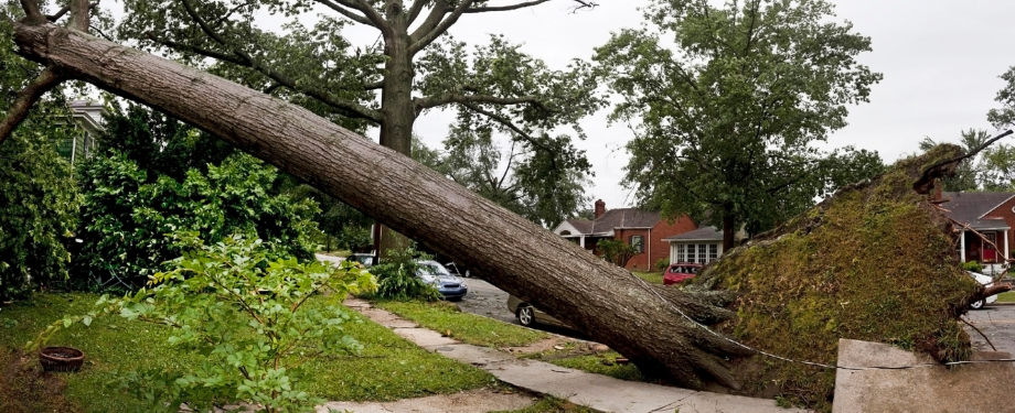 Tree Fallen from Storm