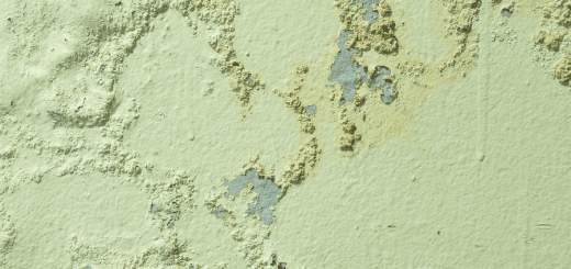 Mold on Painted Wall