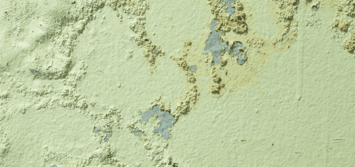 Mold on Painted Wall