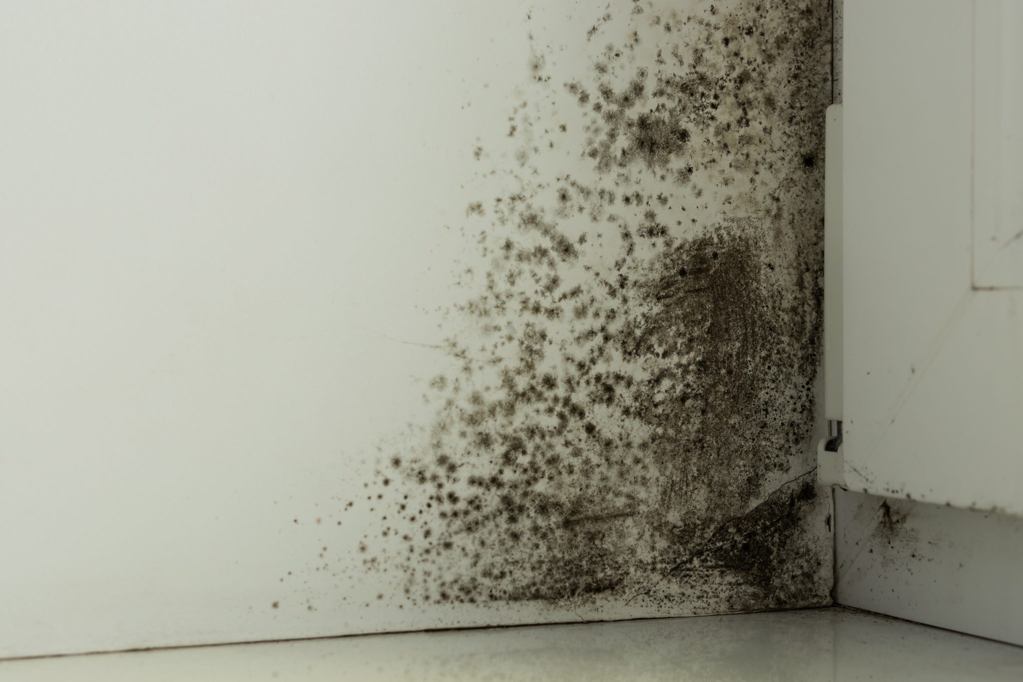 Mold After Water Damage