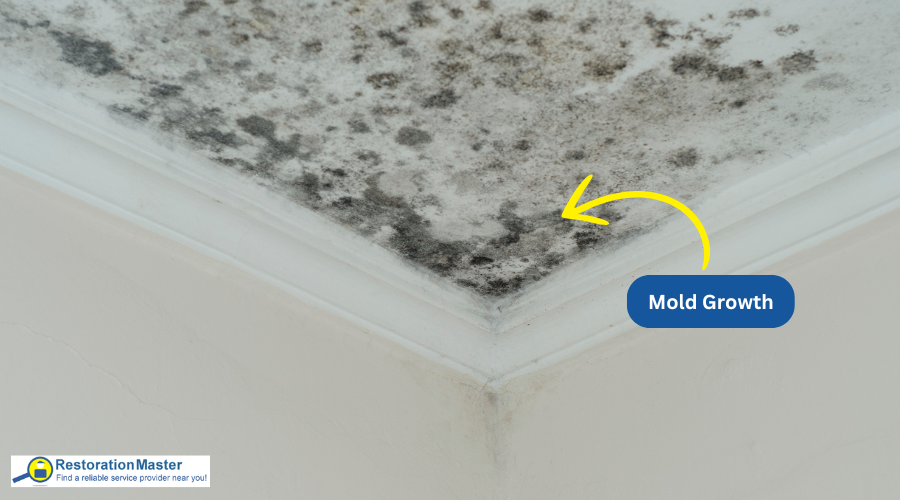 Mold Growth from Water Damage Mold Growth from Water Damage