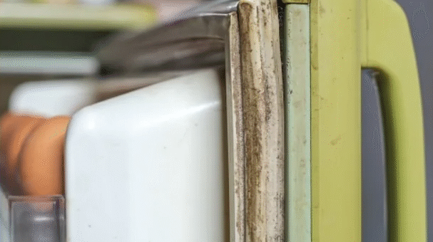 Mold on Fridge Gasket - RestorationMaster