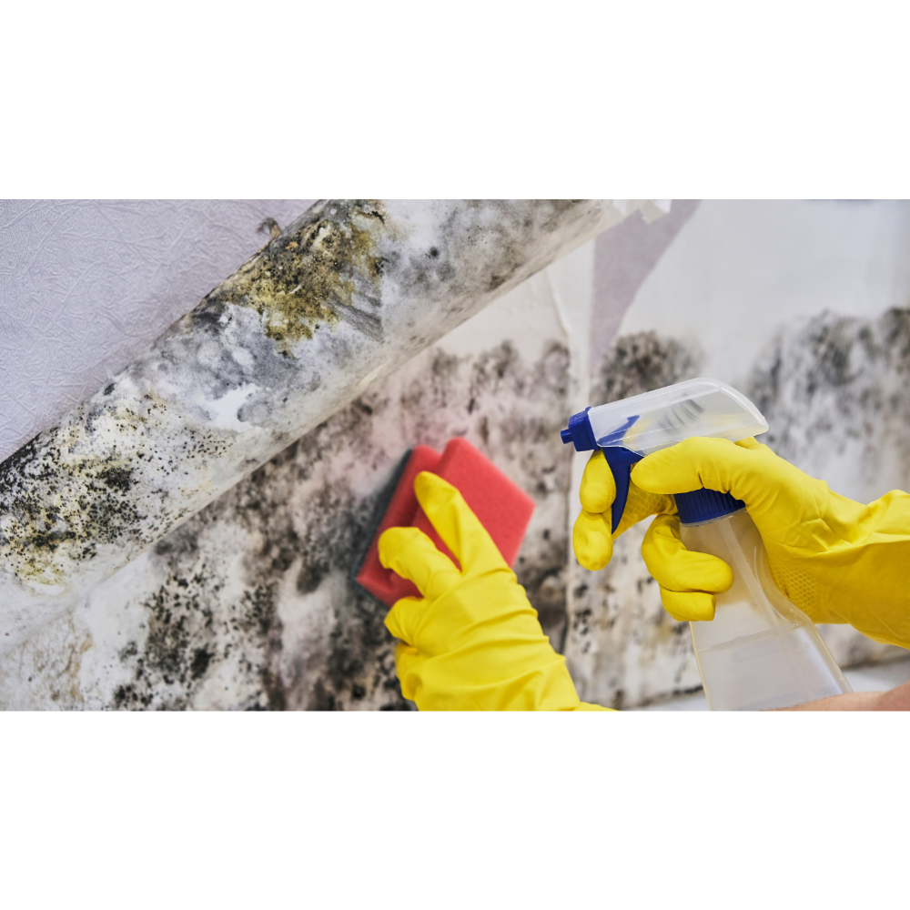 mold-removal-with-vinegar-mishawaka,mn