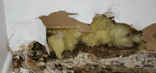 mold-removal-from-drywall-Cherry Hill, NJ